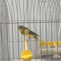 قناری|پرنده|اصفهان, شاهزاده ابراهیم|دیوار