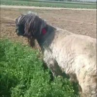 قوچ
