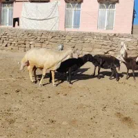 قوچ|حیوانات مزرعه|رضویه, |دیوار