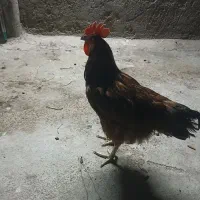 خروس
