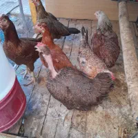 6 عدد مرغ تخم گذار عربی با ۶ نیمچه