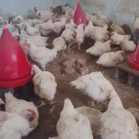 جوجه گوشتی