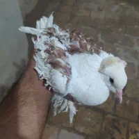 کبوتر نر جکسون
