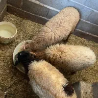 بز گوسفند بوقلمون اردک‌اسرائیلی