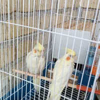 عروس هلندی