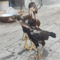 سه عدد جوجه لاری افغان اصل
