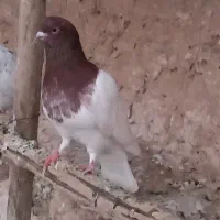 کفتر پرشی