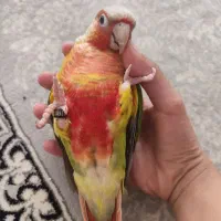 گرینچیک آناناسی نر