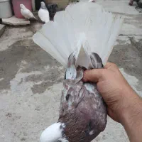 سه عدد نر ساعتی