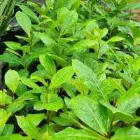 گل و گیاه|گل و گیاه طبیعی|میناب, |دیوار