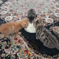 بچه گربه