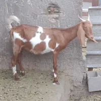 چند تا بز. آبستن و کره دار    با هم. دونه ای ۱۷