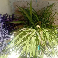 گل برگ گندمی و بنفشه