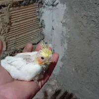 عروس هلندی
