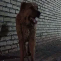 سگ گلی رم تاز