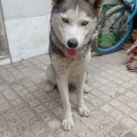 سگ حاسکی زیبا عالی سالم