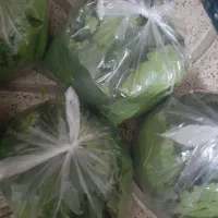 برگ مو برای دلمه