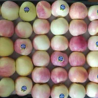 سیب کُهنز سربند گلاب