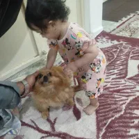 پامر روباهی ماده