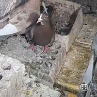 ماده قهوی پلنگ