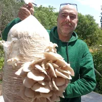 بذر قارچ ۱۳۰ت ،کیسه فیلتردار،اتوکلاو،اسپان ،کمپوست