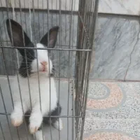 خرگوش نر واکسن زده