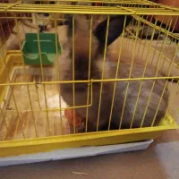 خرگوش قهوه ای دستی و زیبا