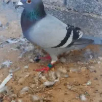 دسته کبوتر ماده هفتا هستن دونی ۲۵۰ همه با هم