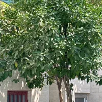 فروش-منزل-ویلایی