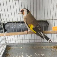 سهره نر جوجه قفس