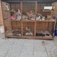 قفس|لوازم جانبی حیوانات|مبارکه, |دیوار