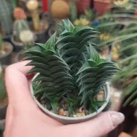 هاوارتیا ویسکوزا