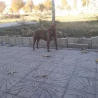 پیتبول ماده