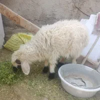 بره نر دم خونگی