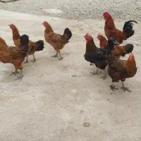 مرغ و خروس محلی