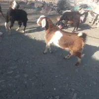 دو عدد کهره ی نر