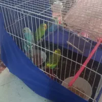 چهار عدد|پرنده|مشهد, خرمشهر|دیوار