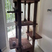 اسکرچر و درخت گربه