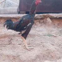 خروس لاری نوک طوطی