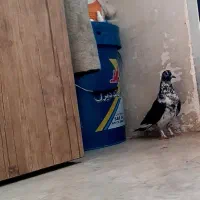 کفتر|پرنده|تهران, سبلان (لشگر)|دیوار