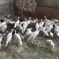 بوقلمون