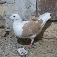 پشتی زرد قورگی سبز