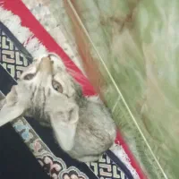 گربه|گربه|زابل, |دیوار