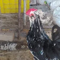 مرغ وخروس گلین