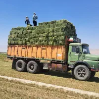 یونجه|خدمات باغبانی و درختکاری|تهران, نازیآباد|دیوار