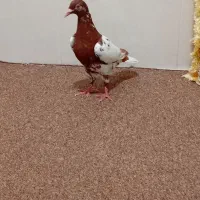 کبوتر ماده