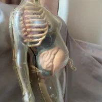 مولاژ بدن انسان کامل شیشه ای