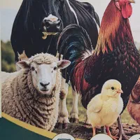 خوراک دام و طیور علی نژاد