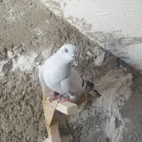 کبوتر شامی ماده