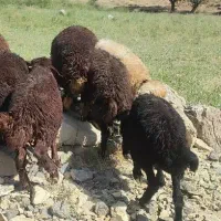 بره افشاری
